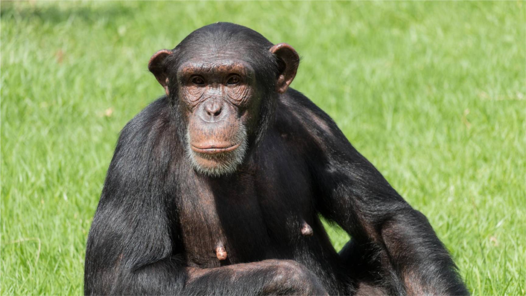 Lesson 26 - Chimpanzees